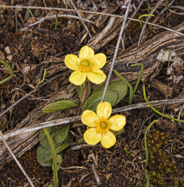 Spring flowers. Photo by Dave Bell.