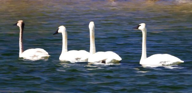 Trumpeter Swans. Photo by Dave Bell.