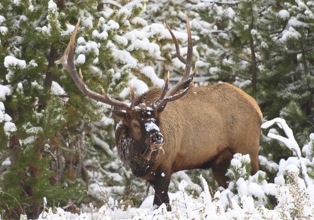 Snowy Bull Elk. Photo by Dave Bell.