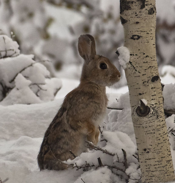 Bunny. Photo by Dave Bell.