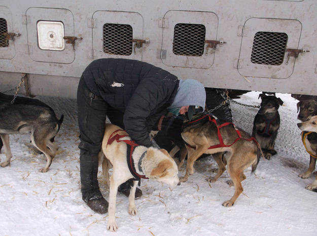 Harnessing the dogs. Photo by Joy Ufford.