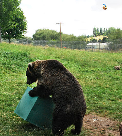 Kio box. Photo by Linda Weiford, WSU News.