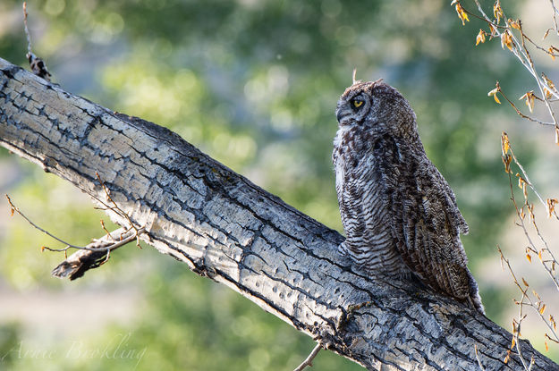 Who?. Photo by Arnold Brokling.