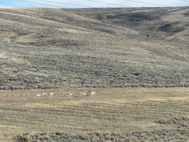 Antelope. Photo by Dawn Ballou, Pinedale Online.