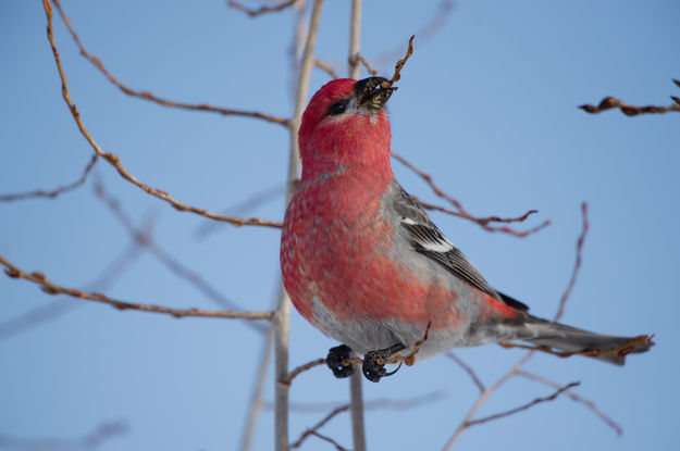 Pine Grosbeak. Photo by Arnold Brokling.