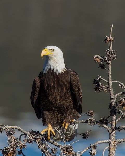 Fremont Lake Bald Eagle. Photo by Arnie Brokling.