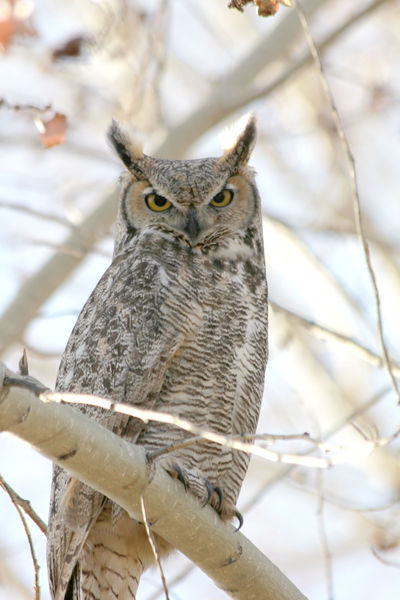 Owl. Photo by Sandy & Justin Wright.