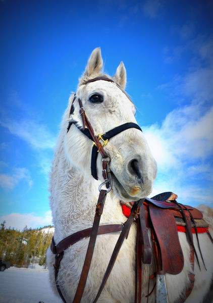 Cruise, a Ski Joring Horse. Photo by Terry Allen, Pinedale Online.