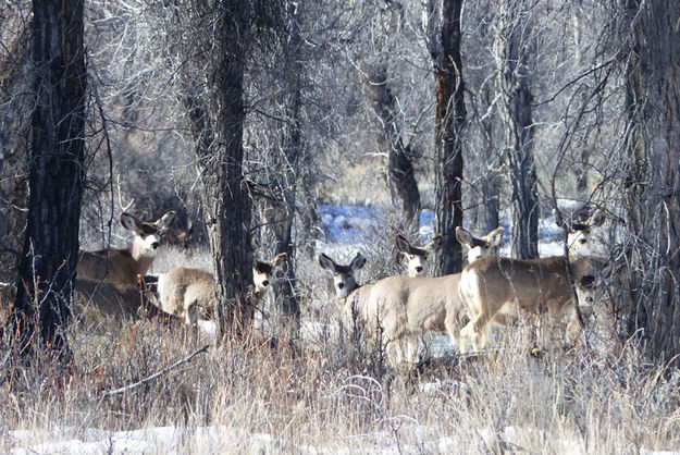 New Fork Park deer. Photo by Dawn Ballou, Pinedale Online.