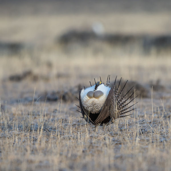 All puffed up. Photo by Arnold Brokling.