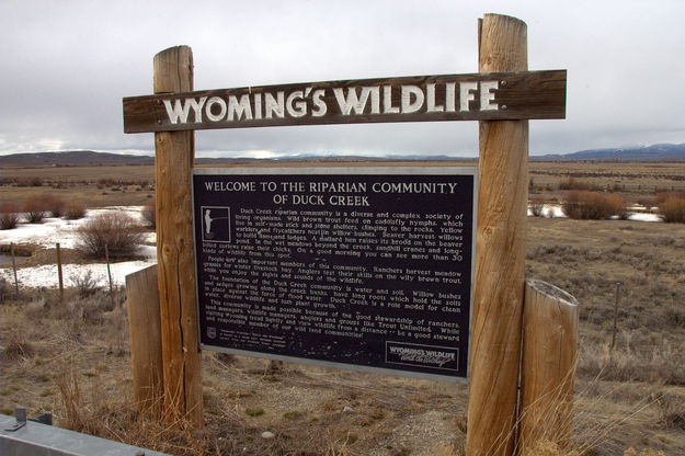 Wyoming's Wildlife. Photo by Terry Allen, Pinedale Online.