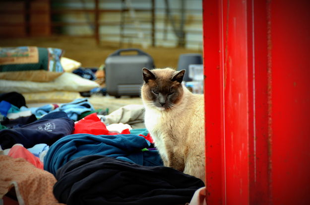 Paws. Photo by Terry Allen.