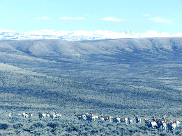 Moving towards the overpass. Photo by Dawn Ballou, Pinedale Online.