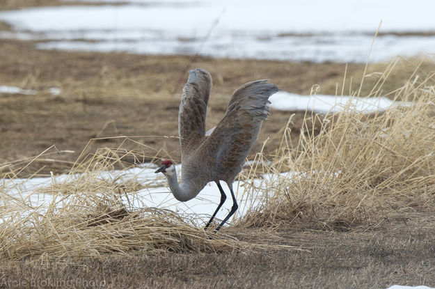 Sandhill Crane. Photo by Arnold Brokling.