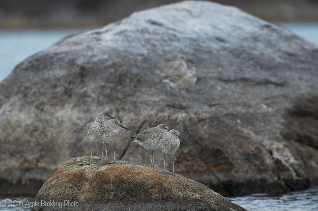 Sandpipers. Photo by Arnold Brokling.