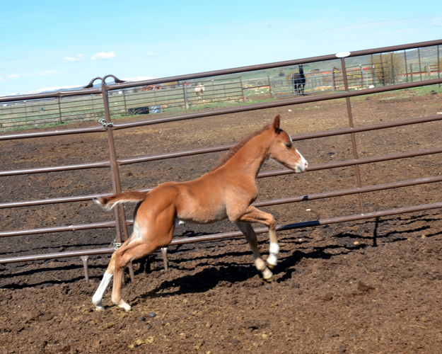 Little Sprinter. Photo by Terry Allen.