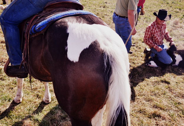 Horse on a Horse. Photo by Terry Allen.