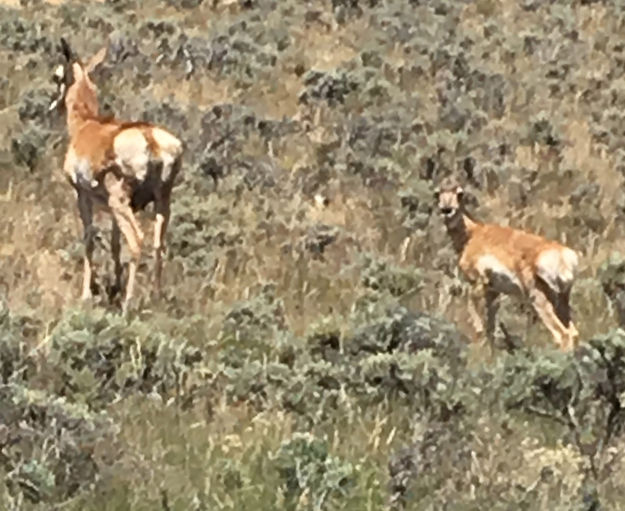 Out for a stroll. Photo by Renee' Smythe.