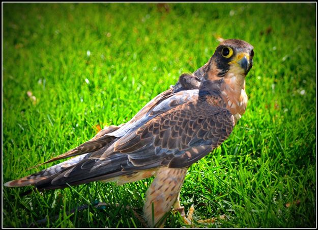 Hunting Falcon. Photo by Terry Allen.