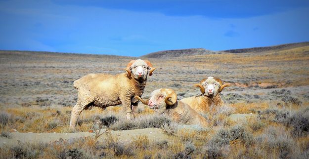 Rams. Photo by Terry Allen.