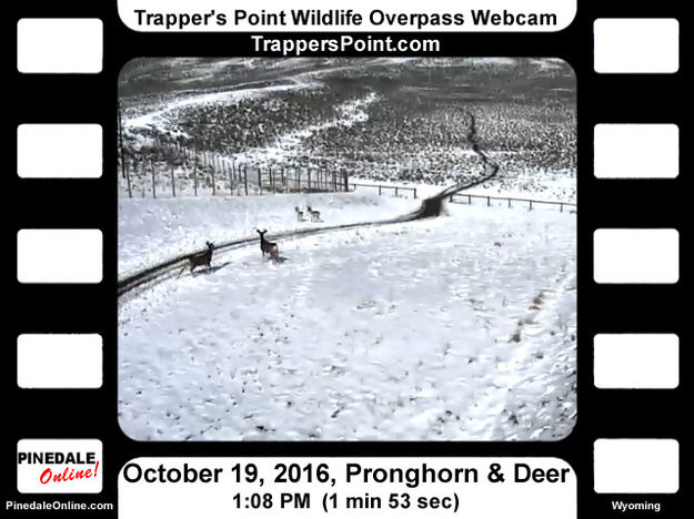 Deer & pronghorn traffic jam. Photo by Trappers Point Wildlife Overpass Webcam.