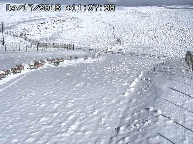 Huge Pronghorn herd. Photo by Trappers Point Wildlife Overpass webcam.