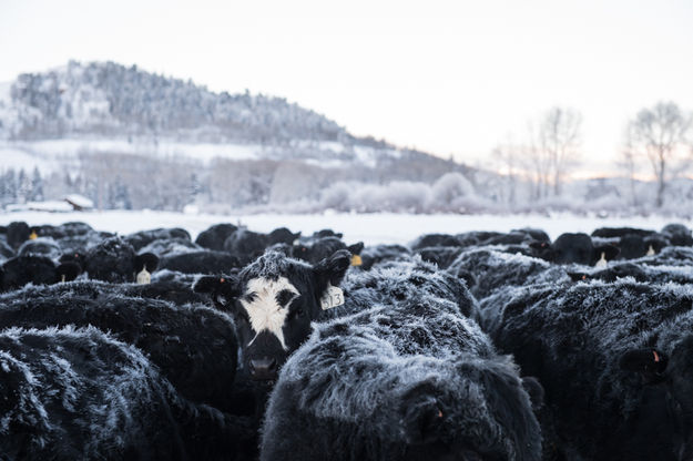 Frosty cows. Photo by Arnold Brokling.