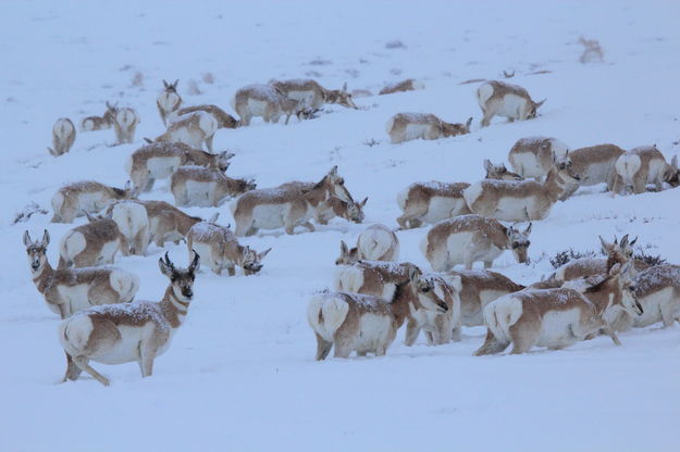 Wintering pronghorn. Photo by Fred Pflughoft.