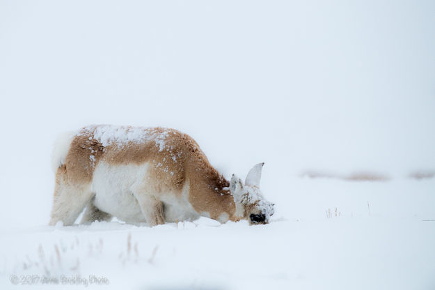 Frostbite. Photo by Arnie Brokling.