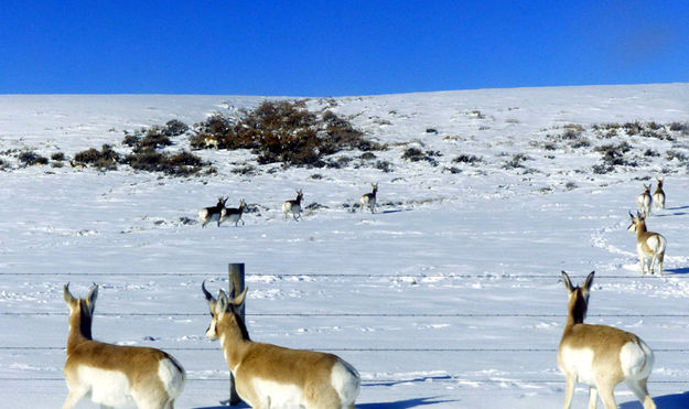 Hey wait for us. Photo by Dawn Ballou, Pinedale Online.