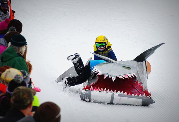 Diving Into the Shark. Photo by Terry Allen.