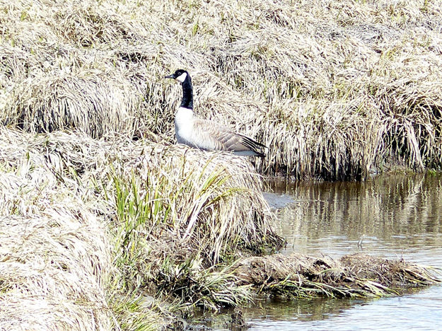 Nesting Goose. Photo by Dawn Ballou, Pinedale Online.