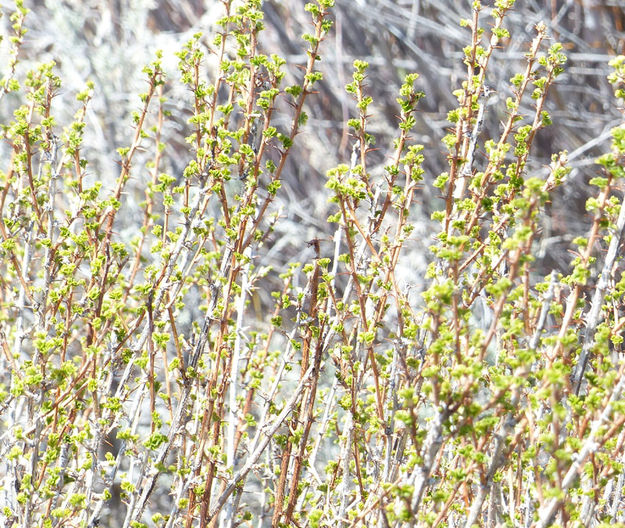 First green leaves. Photo by Pinedale Online.