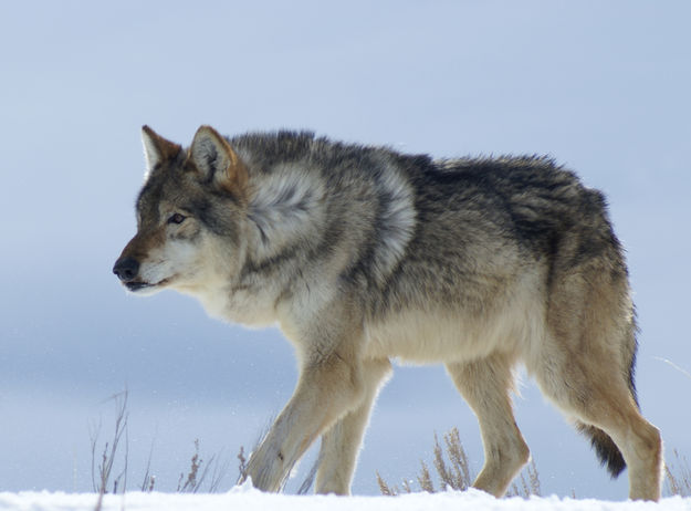 Wolf. Photo by Cat Urbigkit.