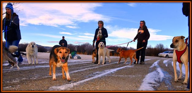 Let the Dogs Loose. Photo by Terry Allen.