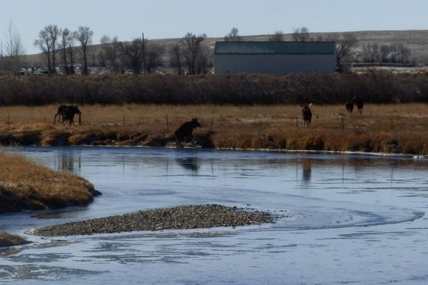 Up the bank. Photo by Dawn Ballou, Pinedale Online.