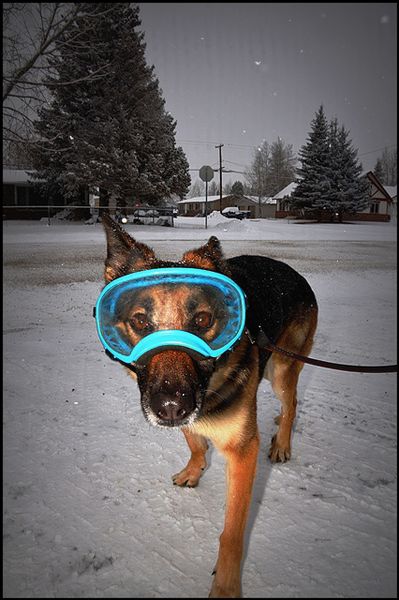 Jerky Hound. Photo by Terry Allen.