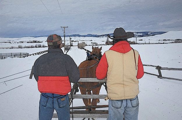 Feeding by Horse Drawn Sleigh. Photo by Terry Allen.