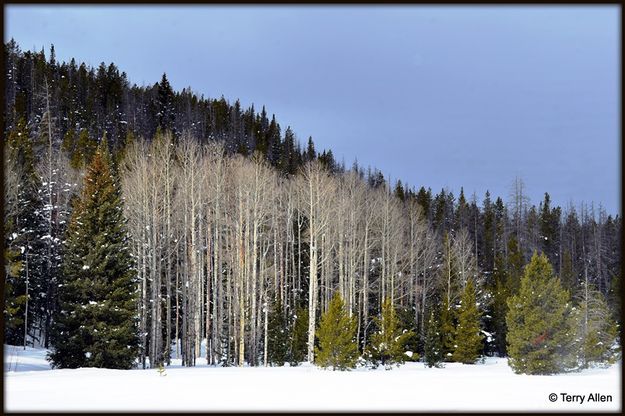 Aspens. Photo by Terry Allen.