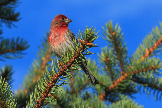 Cassins Finch. Photo by Fred Pflughoft.