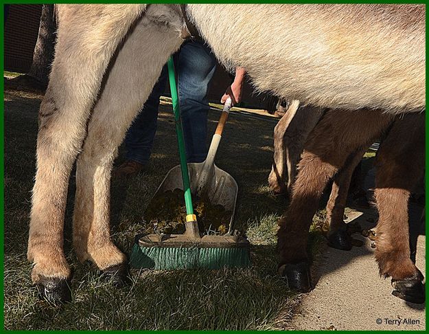 Clean up Involved. Photo by Terry Allen.