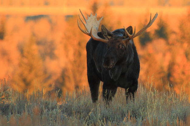 Bull Moose. Photo by Fred Pflughoft.