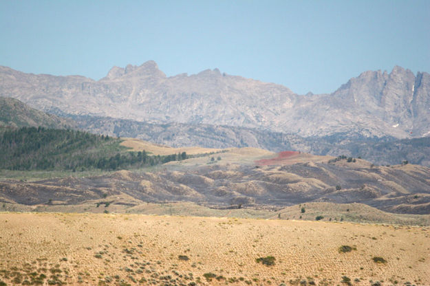 Grass burn. Photo by Mindi Crabb.