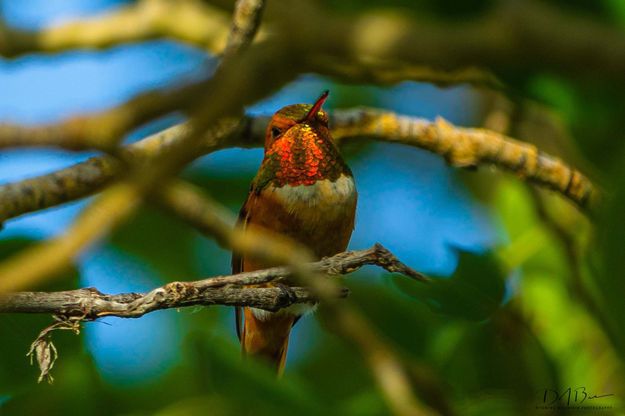 Orange throat. Photo by Dave Bell.