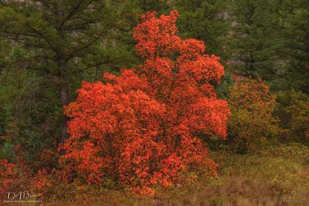 Fall Red. Photo by Dave Bell.