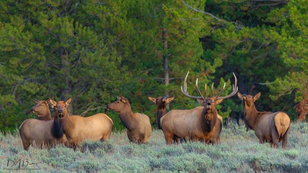 Elk. Photo by Dave Bell.