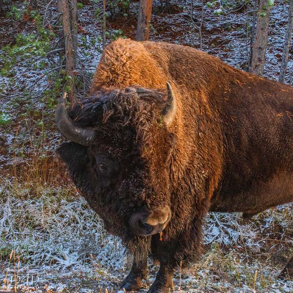 Bison. Photo by Dave Bell.