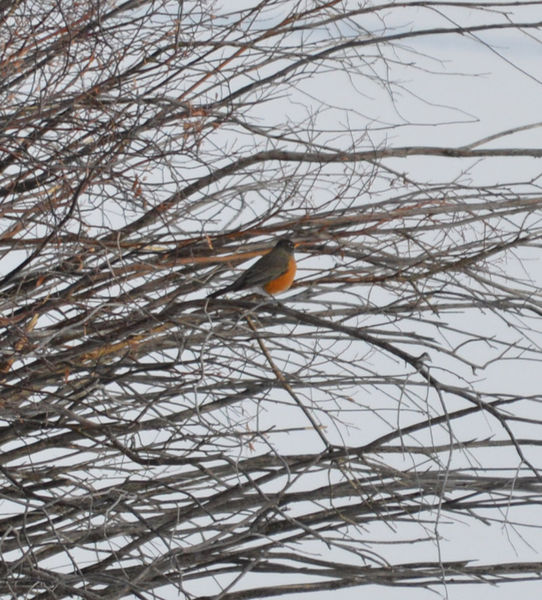 Robin close up. Photo by Marcelle & Ron Garison.