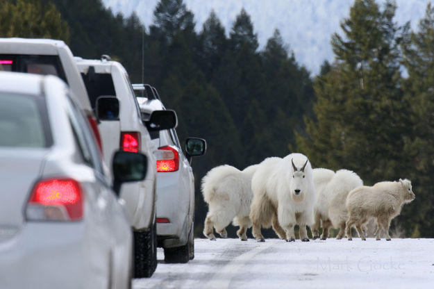 Mountain Goats. Photo by Wyoming Game & Fish.