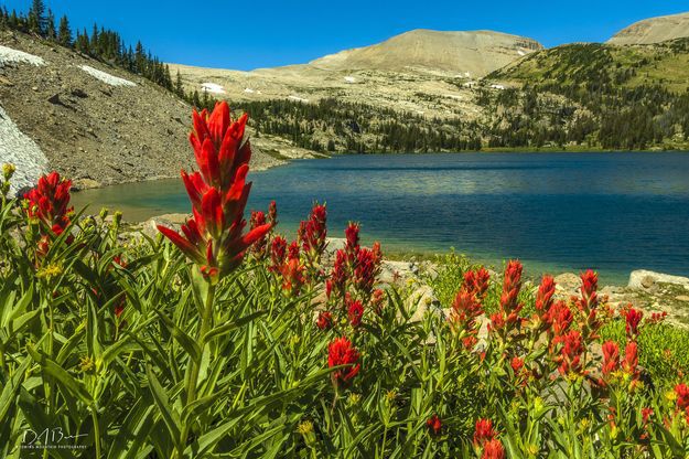 Indian Paintbrush. Photo by Dave Bell.